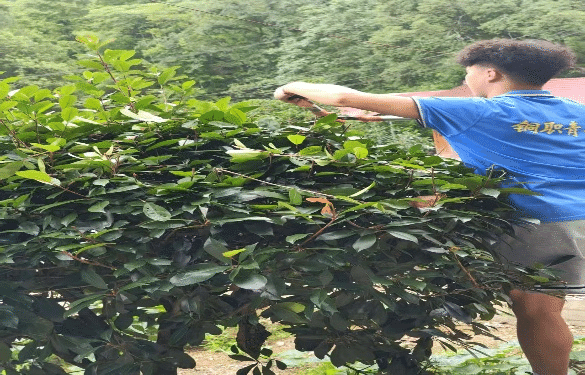青春汗水润乡土8.png